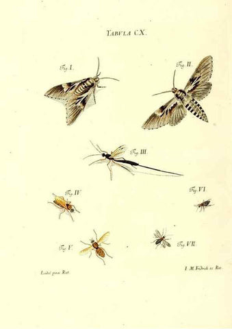 Reproducción/Reproduction 36374227295: Iacobi Christiani Schaefferi s.s. theologiae et philosophiae doctoris ... Icones insectorum circa Ratisbonam indigenorum :. Ratisbonae :Typis Breitfeldianis,MDCCLXXIX [1766-1779]