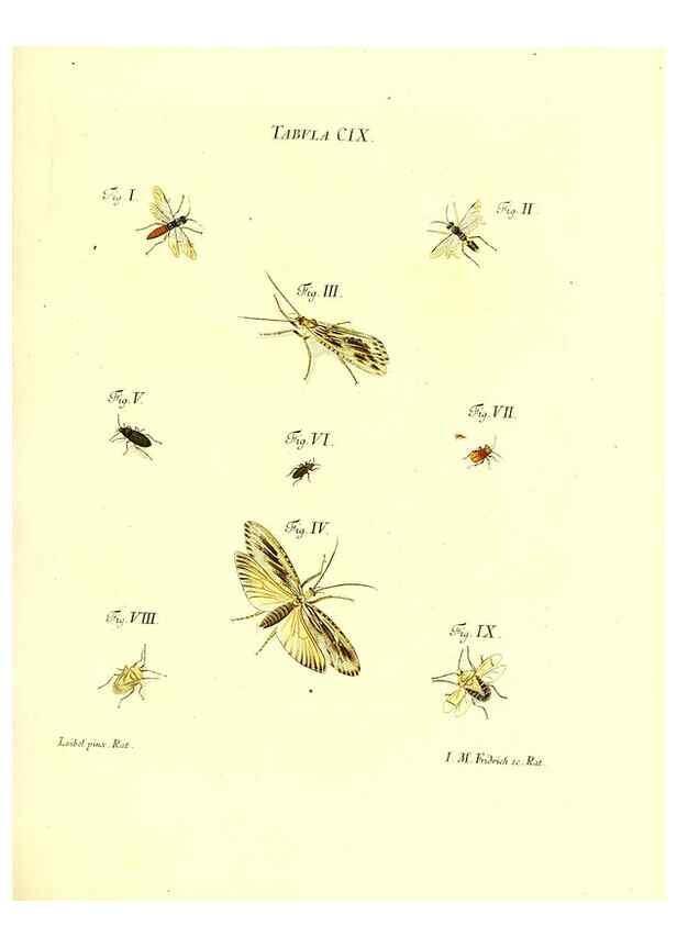 Reproducción/Reproduction 36374225685: Iacobi Christiani Schaefferi s.s. theologiae et philosophiae doctoris ... Icones insectorum circa Ratisbonam indigenorum :. Ratisbonae :Typis Breitfeldianis,MDCCLXXIX [1766-1779]