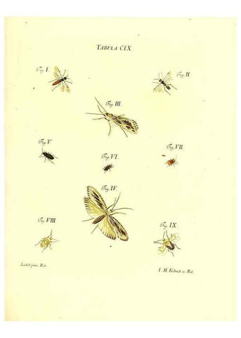 Reproducción/Reproduction 36374225685: Iacobi Christiani Schaefferi s.s. theologiae et philosophiae doctoris ... Icones insectorum circa Ratisbonam indigenorum :. Ratisbonae :Typis Breitfeldianis,MDCCLXXIX [1766-1779]