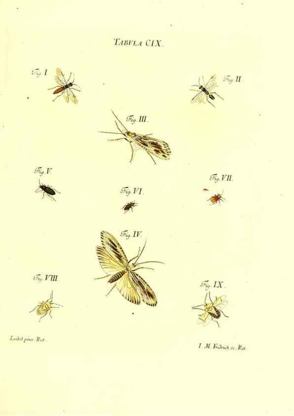 Reproducción/Reproduction 36374225685: Iacobi Christiani Schaefferi s.s. theologiae et philosophiae doctoris ... Icones insectorum circa Ratisbonam indigenorum :. Ratisbonae :Typis Breitfeldianis,MDCCLXXIX [1766-1779]