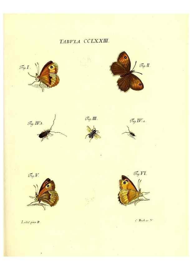 Reproducción/Reproduction 35977008980: Iacobi Christiani Schaefferi s.s. theologiae et philosophiae doctoris ... Icones insectorum circa Ratisbonam indigenorum :. Ratisbonae :Typis Breitfeldianis,MDCCLXXIX [1766-1779]