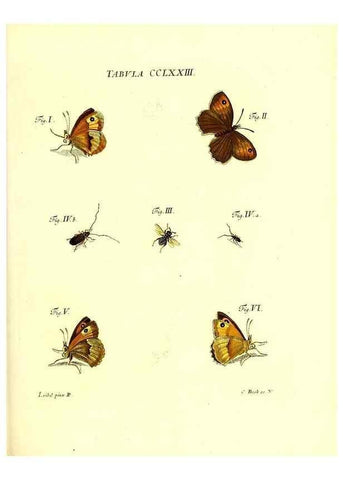 Reproducción/Reproduction 35977008980: Iacobi Christiani Schaefferi s.s. theologiae et philosophiae doctoris ... Icones insectorum circa Ratisbonam indigenorum :. Ratisbonae :Typis Breitfeldianis,MDCCLXXIX [1766-1779]