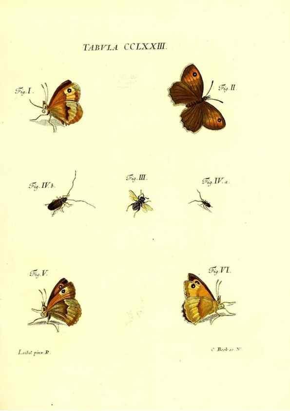 Reproducción/Reproduction 35977008980: Iacobi Christiani Schaefferi s.s. theologiae et philosophiae doctoris ... Icones insectorum circa Ratisbonam indigenorum :. Ratisbonae :Typis Breitfeldianis,MDCCLXXIX [1766-1779]