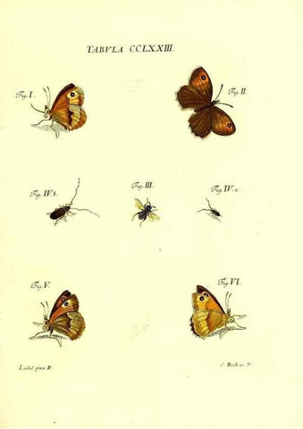 Reproducción/Reproduction 35977008980: Iacobi Christiani Schaefferi s.s. theologiae et philosophiae doctoris ... Icones insectorum circa Ratisbonam indigenorum :. Ratisbonae :Typis Breitfeldianis,MDCCLXXIX [1766-1779]