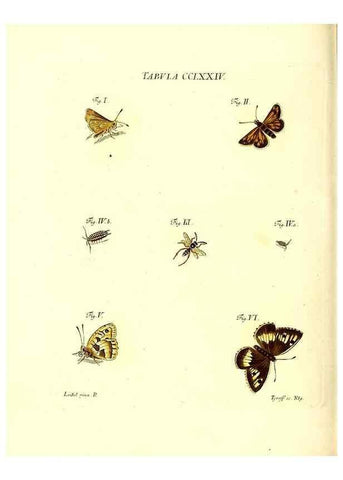 Reproducción/Reproduction 35977011030: Iacobi Christiani Schaefferi s.s. theologiae et philosophiae doctoris ... Icones insectorum circa Ratisbonam indigenorum :. Ratisbonae :Typis Breitfeldianis,MDCCLXXIX [1766-1779]