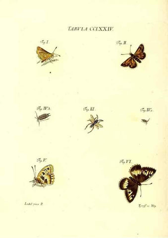 Reproducción/Reproduction 35977011030: Iacobi Christiani Schaefferi s.s. theologiae et philosophiae doctoris ... Icones insectorum circa Ratisbonam indigenorum :. Ratisbonae :Typis Breitfeldianis,MDCCLXXIX [1766-1779]