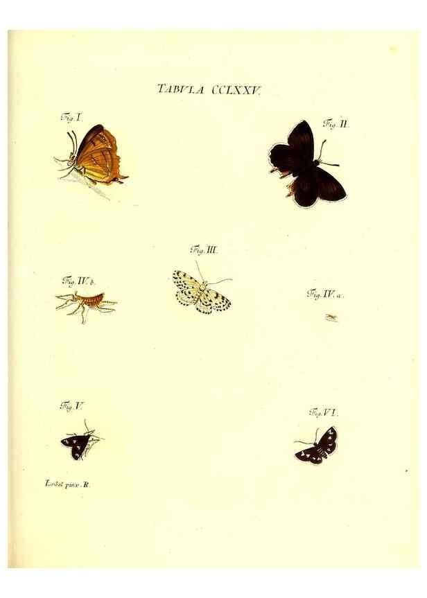 Reproducción/Reproduction 35977012970: Iacobi Christiani Schaefferi s.s. theologiae et philosophiae doctoris ... Icones insectorum circa Ratisbonam indigenorum :. Ratisbonae :Typis Breitfeldianis,MDCCLXXIX [1766-1779]