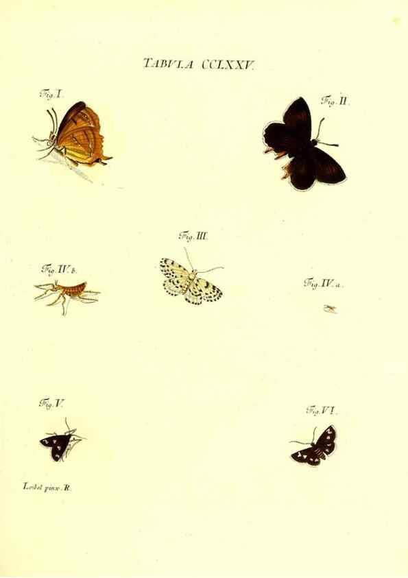 Reproducción/Reproduction 35977012970: Iacobi Christiani Schaefferi s.s. theologiae et philosophiae doctoris ... Icones insectorum circa Ratisbonam indigenorum :. Ratisbonae :Typis Breitfeldianis,MDCCLXXIX [1766-1779]