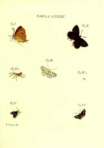 Reproducción/Reproduction 35977012970: Iacobi Christiani Schaefferi s.s. theologiae et philosophiae doctoris ... Icones insectorum circa Ratisbonam indigenorum :. Ratisbonae :Typis Breitfeldianis,MDCCLXXIX [1766-1779]