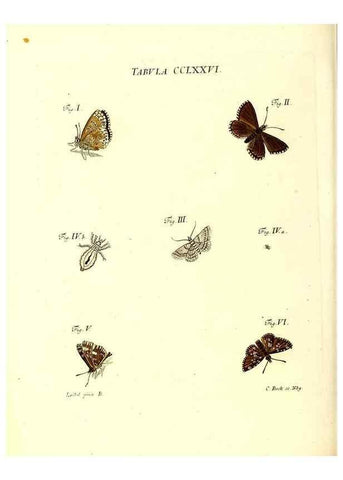 Reproducción/Reproduction 35977014820: Iacobi Christiani Schaefferi s.s. theologiae et philosophiae doctoris ... Icones insectorum circa Ratisbonam indigenorum :. Ratisbonae :Typis Breitfeldianis,MDCCLXXIX [1766-1779]