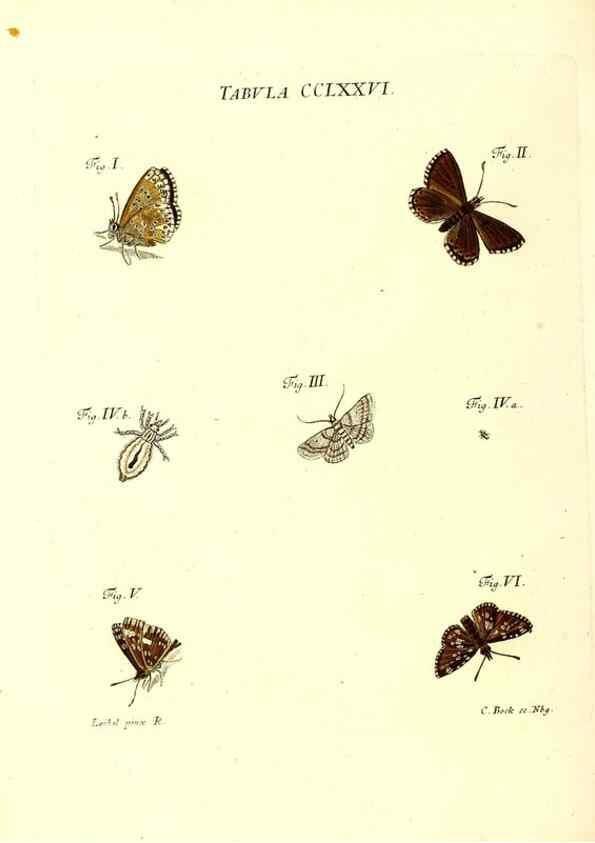 Reproducción/Reproduction 35977014820: Iacobi Christiani Schaefferi s.s. theologiae et philosophiae doctoris ... Icones insectorum circa Ratisbonam indigenorum :. Ratisbonae :Typis Breitfeldianis,MDCCLXXIX [1766-1779]