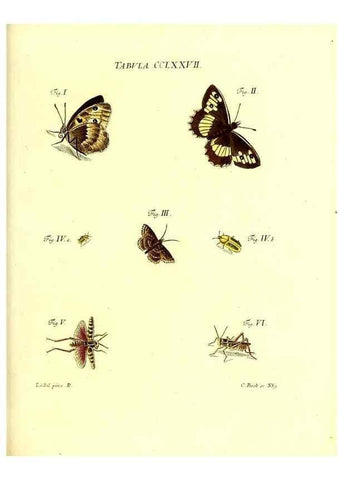 Reproducción/Reproduction 35977017030: Iacobi Christiani Schaefferi s.s. theologiae et philosophiae doctoris ... Icones insectorum circa Ratisbonam indigenorum :. Ratisbonae :Typis Breitfeldianis,MDCCLXXIX [1766-1779]
