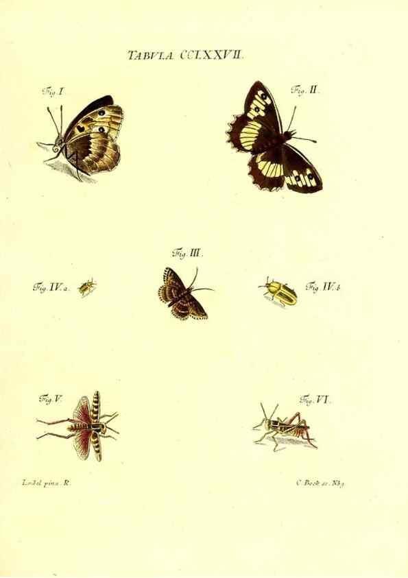 Reproducción/Reproduction 35977017030: Iacobi Christiani Schaefferi s.s. theologiae et philosophiae doctoris ... Icones insectorum circa Ratisbonam indigenorum :. Ratisbonae :Typis Breitfeldianis,MDCCLXXIX [1766-1779]