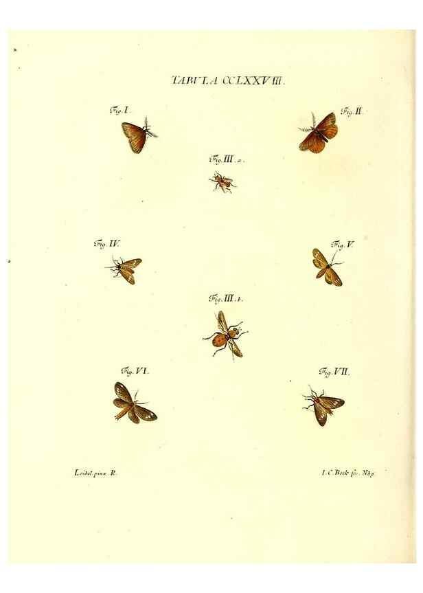 Reproducción/Reproduction 35977019190: Iacobi Christiani Schaefferi s.s. theologiae et philosophiae doctoris ... Icones insectorum circa Ratisbonam indigenorum :. Ratisbonae :Typis Breitfeldianis,MDCCLXXIX [1766-1779]