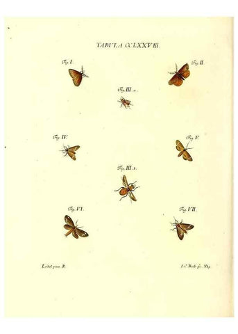 Reproducción/Reproduction 35977019190: Iacobi Christiani Schaefferi s.s. theologiae et philosophiae doctoris ... Icones insectorum circa Ratisbonam indigenorum :. Ratisbonae :Typis Breitfeldianis,MDCCLXXIX [1766-1779]