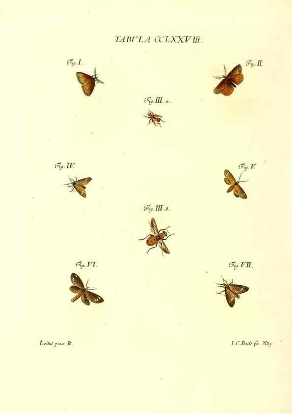 Reproducción/Reproduction 35977019190: Iacobi Christiani Schaefferi s.s. theologiae et philosophiae doctoris ... Icones insectorum circa Ratisbonam indigenorum :. Ratisbonae :Typis Breitfeldianis,MDCCLXXIX [1766-1779]