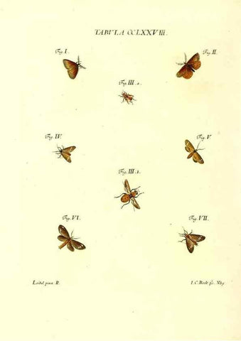 Reproducción/Reproduction 35977019190: Iacobi Christiani Schaefferi s.s. theologiae et philosophiae doctoris ... Icones insectorum circa Ratisbonam indigenorum :. Ratisbonae :Typis Breitfeldianis,MDCCLXXIX [1766-1779]