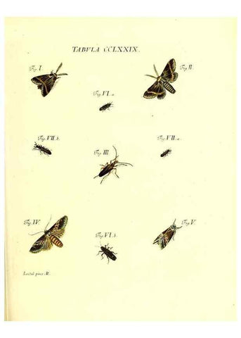 Reproducción/Reproduction 35977021280: Iacobi Christiani Schaefferi s.s. theologiae et philosophiae doctoris ... Icones insectorum circa Ratisbonam indigenorum :. Ratisbonae :Typis Breitfeldianis,MDCCLXXIX [1766-1779]