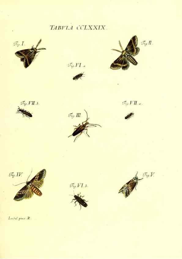 Reproducción/Reproduction 35977021280: Iacobi Christiani Schaefferi s.s. theologiae et philosophiae doctoris ... Icones insectorum circa Ratisbonam indigenorum :. Ratisbonae :Typis Breitfeldianis,MDCCLXXIX [1766-1779]