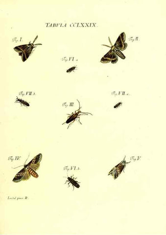 Reproducción/Reproduction 35977021280: Iacobi Christiani Schaefferi s.s. theologiae et philosophiae doctoris ... Icones insectorum circa Ratisbonam indigenorum :. Ratisbonae :Typis Breitfeldianis,MDCCLXXIX [1766-1779]