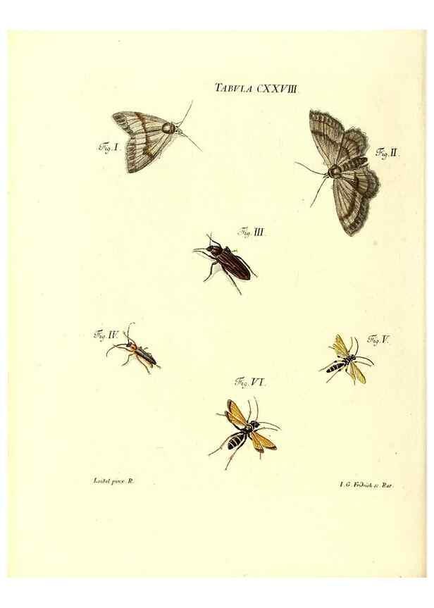 Reproducción/Reproduction 36374255875: Iacobi Christiani Schaefferi s.s. theologiae et philosophiae doctoris ... Icones insectorum circa Ratisbonam indigenorum :. Ratisbonae :Typis Breitfeldianis,MDCCLXXIX [1766-1779]