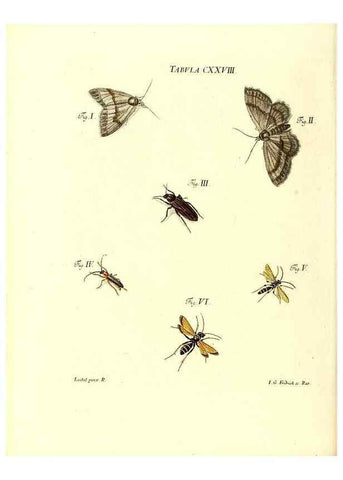 Reproducción/Reproduction 36374255875: Iacobi Christiani Schaefferi s.s. theologiae et philosophiae doctoris ... Icones insectorum circa Ratisbonam indigenorum :. Ratisbonae :Typis Breitfeldianis,MDCCLXXIX [1766-1779]