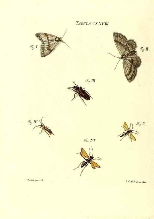 Reproducción/Reproduction 36374255875: Iacobi Christiani Schaefferi s.s. theologiae et philosophiae doctoris ... Icones insectorum circa Ratisbonam indigenorum :. Ratisbonae :Typis Breitfeldianis,MDCCLXXIX [1766-1779]