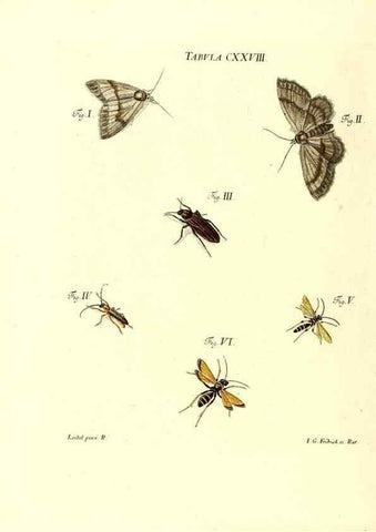 Reproducción/Reproduction 36374255875: Iacobi Christiani Schaefferi s.s. theologiae et philosophiae doctoris ... Icones insectorum circa Ratisbonam indigenorum :. Ratisbonae :Typis Breitfeldianis,MDCCLXXIX [1766-1779]