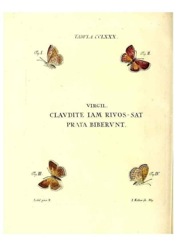 Reproducción/Reproduction 35977023510: Iacobi Christiani Schaefferi s.s. theologiae et philosophiae doctoris ... Icones insectorum circa Ratisbonam indigenorum :. Ratisbonae :Typis Breitfeldianis,MDCCLXXIX [1766-1779]