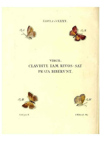 Reproducción/Reproduction 35977023510: Iacobi Christiani Schaefferi s.s. theologiae et philosophiae doctoris ... Icones insectorum circa Ratisbonam indigenorum :. Ratisbonae :Typis Breitfeldianis,MDCCLXXIX [1766-1779]