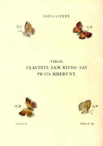Reproducción/Reproduction 35977023510: Iacobi Christiani Schaefferi s.s. theologiae et philosophiae doctoris ... Icones insectorum circa Ratisbonam indigenorum :. Ratisbonae :Typis Breitfeldianis,MDCCLXXIX [1766-1779]