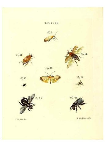 Reproducción/Reproduction 35538440764: Iacobi Christiani Schaefferi s.s. theologiae et philosophiae doctoris ... Icones insectorum circa Ratisbonam indigenorum :. Ratisbonae :Typis Breitfeldianis,MDCCLXXIX [1766-1779]