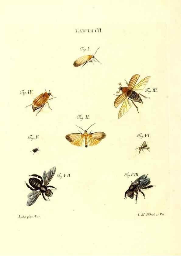 Reproducción/Reproduction 35538440764: Iacobi Christiani Schaefferi s.s. theologiae et philosophiae doctoris ... Icones insectorum circa Ratisbonam indigenorum :. Ratisbonae :Typis Breitfeldianis,MDCCLXXIX [1766-1779]