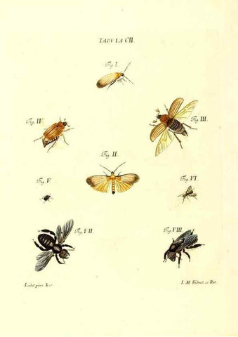 Reproducción/Reproduction 35538440764: Iacobi Christiani Schaefferi s.s. theologiae et philosophiae doctoris ... Icones insectorum circa Ratisbonam indigenorum :. Ratisbonae :Typis Breitfeldianis,MDCCLXXIX [1766-1779]