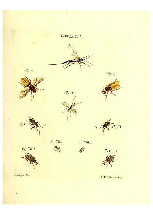Reproducción/Reproduction 36374217385: Iacobi Christiani Schaefferi s.s. theologiae et philosophiae doctoris ... Icones insectorum circa Ratisbonam indigenorum :. Ratisbonae :Typis Breitfeldianis,MDCCLXXIX [1766-1779]