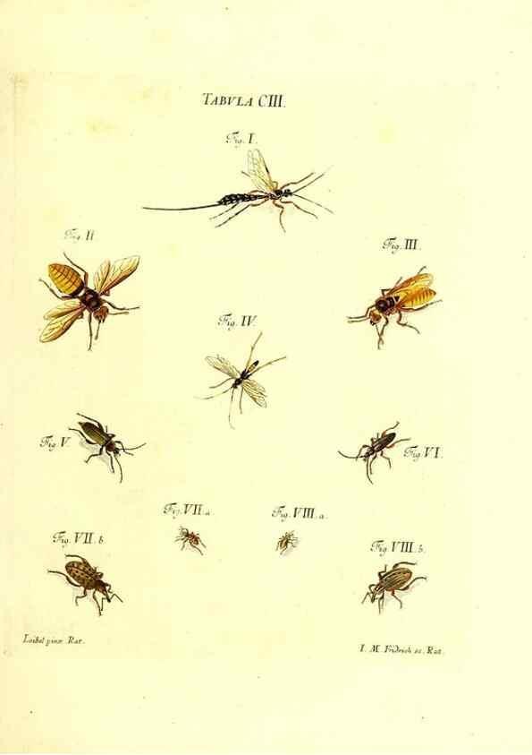 Reproducción/Reproduction 36374217385: Iacobi Christiani Schaefferi s.s. theologiae et philosophiae doctoris ... Icones insectorum circa Ratisbonam indigenorum :. Ratisbonae :Typis Breitfeldianis,MDCCLXXIX [1766-1779]