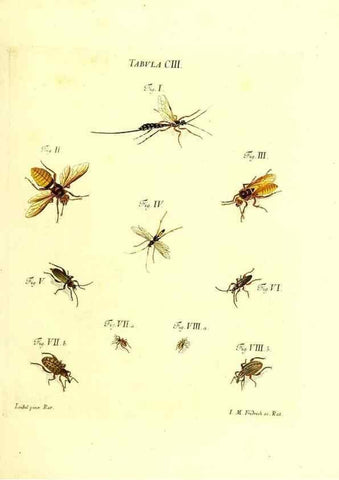 Reproducción/Reproduction 36374217385: Iacobi Christiani Schaefferi s.s. theologiae et philosophiae doctoris ... Icones insectorum circa Ratisbonam indigenorum :. Ratisbonae :Typis Breitfeldianis,MDCCLXXIX [1766-1779]