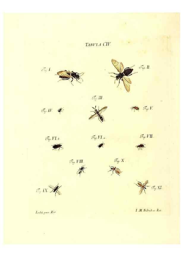 Reproducción/Reproduction 36374219035: Iacobi Christiani Schaefferi s.s. theologiae et philosophiae doctoris ... Icones insectorum circa Ratisbonam indigenorum :. Ratisbonae :Typis Breitfeldianis,MDCCLXXIX [1766-1779]