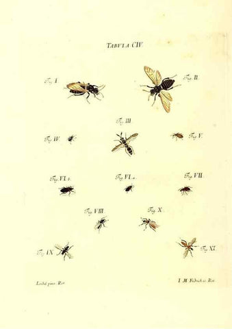 Reproducción/Reproduction 36374219035: Iacobi Christiani Schaefferi s.s. theologiae et philosophiae doctoris ... Icones insectorum circa Ratisbonam indigenorum :. Ratisbonae :Typis Breitfeldianis,MDCCLXXIX [1766-1779]