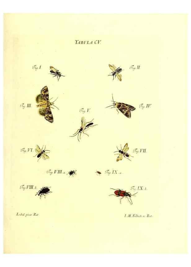 Reproducción/Reproduction 36374220235: Iacobi Christiani Schaefferi s.s. theologiae et philosophiae doctoris ... Icones insectorum circa Ratisbonam indigenorum :. Ratisbonae :Typis Breitfeldianis,MDCCLXXIX [1766-1779]