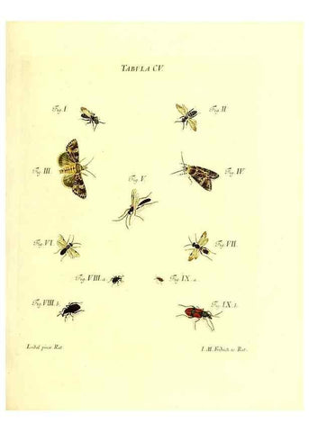 Reproducción/Reproduction 36374220235: Iacobi Christiani Schaefferi s.s. theologiae et philosophiae doctoris ... Icones insectorum circa Ratisbonam indigenorum :. Ratisbonae :Typis Breitfeldianis,MDCCLXXIX [1766-1779]
