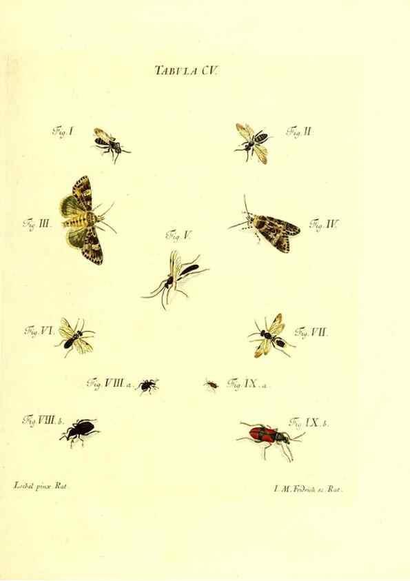 Reproducción/Reproduction 36374220235: Iacobi Christiani Schaefferi s.s. theologiae et philosophiae doctoris ... Icones insectorum circa Ratisbonam indigenorum :. Ratisbonae :Typis Breitfeldianis,MDCCLXXIX [1766-1779]