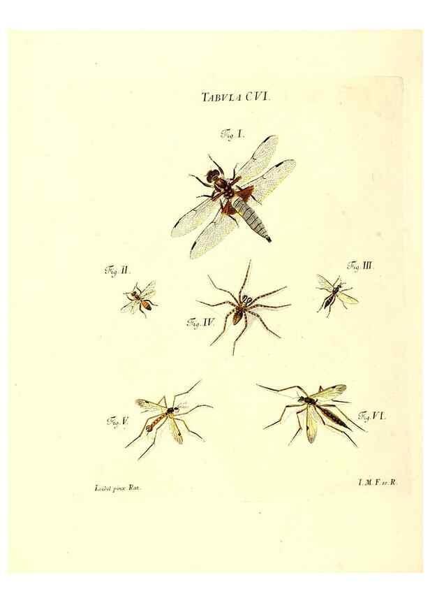 Reproducción/Reproduction 36374221545: Iacobi Christiani Schaefferi s.s. theologiae et philosophiae doctoris ... Icones insectorum circa Ratisbonam indigenorum :. Ratisbonae :Typis Breitfeldianis,MDCCLXXIX [1766-1779]