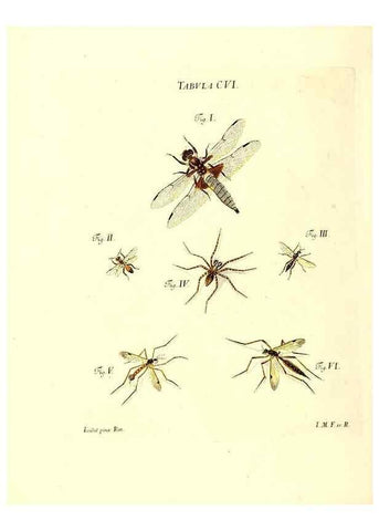 Reproducción/Reproduction 36374221545: Iacobi Christiani Schaefferi s.s. theologiae et philosophiae doctoris ... Icones insectorum circa Ratisbonam indigenorum :. Ratisbonae :Typis Breitfeldianis,MDCCLXXIX [1766-1779]