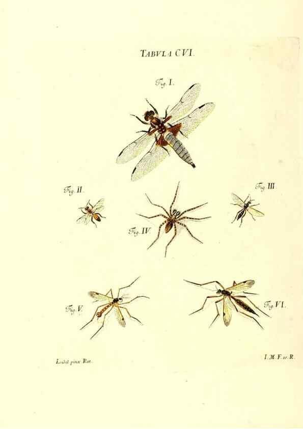 Reproducción/Reproduction 36374221545: Iacobi Christiani Schaefferi s.s. theologiae et philosophiae doctoris ... Icones insectorum circa Ratisbonam indigenorum :. Ratisbonae :Typis Breitfeldianis,MDCCLXXIX [1766-1779]