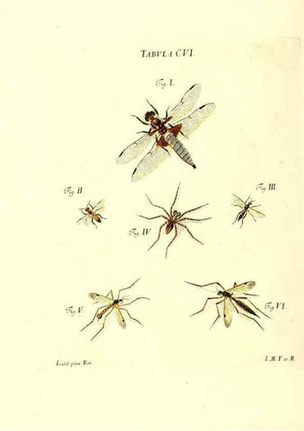 Reproducción/Reproduction 36374221545: Iacobi Christiani Schaefferi s.s. theologiae et philosophiae doctoris ... Icones insectorum circa Ratisbonam indigenorum :. Ratisbonae :Typis Breitfeldianis,MDCCLXXIX [1766-1779]