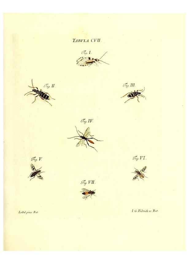 Reproducción/Reproduction 36374222885: Iacobi Christiani Schaefferi s.s. theologiae et philosophiae doctoris ... Icones insectorum circa Ratisbonam indigenorum :. Ratisbonae :Typis Breitfeldianis,MDCCLXXIX [1766-1779]