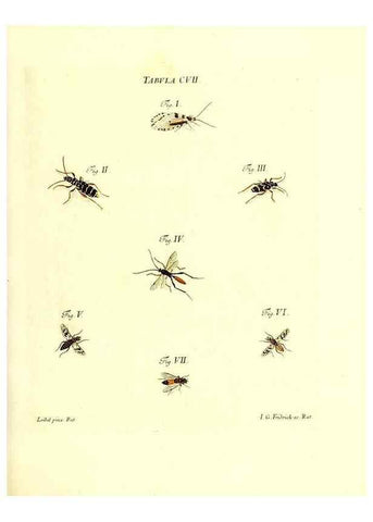 Reproducción/Reproduction 36374222885: Iacobi Christiani Schaefferi s.s. theologiae et philosophiae doctoris ... Icones insectorum circa Ratisbonam indigenorum :. Ratisbonae :Typis Breitfeldianis,MDCCLXXIX [1766-1779]