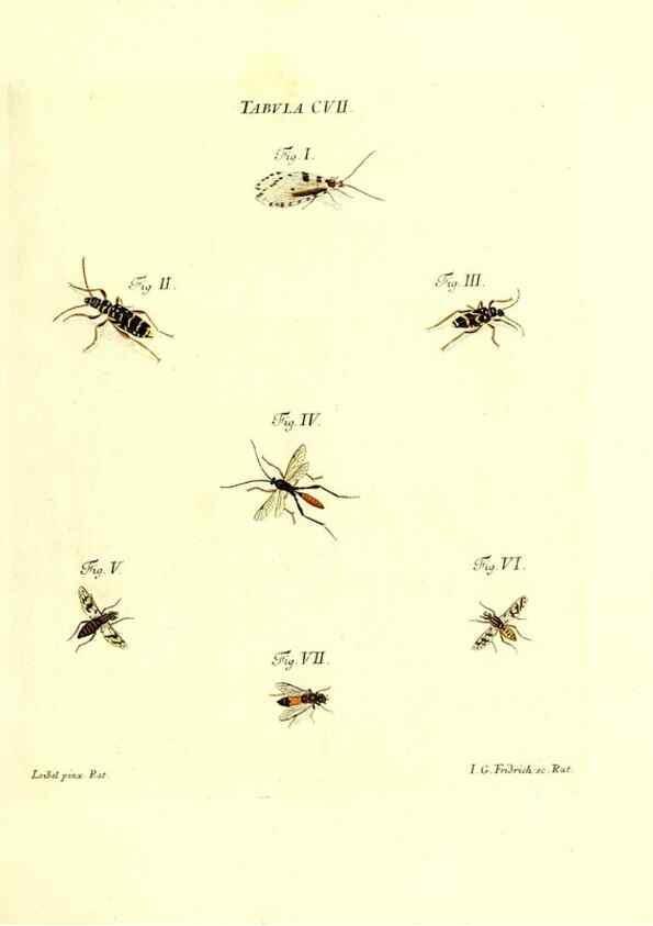 Reproducción/Reproduction 36374222885: Iacobi Christiani Schaefferi s.s. theologiae et philosophiae doctoris ... Icones insectorum circa Ratisbonam indigenorum :. Ratisbonae :Typis Breitfeldianis,MDCCLXXIX [1766-1779]