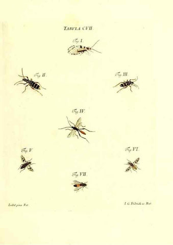 Reproducción/Reproduction 36374222885: Iacobi Christiani Schaefferi s.s. theologiae et philosophiae doctoris ... Icones insectorum circa Ratisbonam indigenorum :. Ratisbonae :Typis Breitfeldianis,MDCCLXXIX [1766-1779]